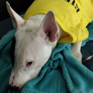 Perrito con camiseta de nirvana color amarillo
